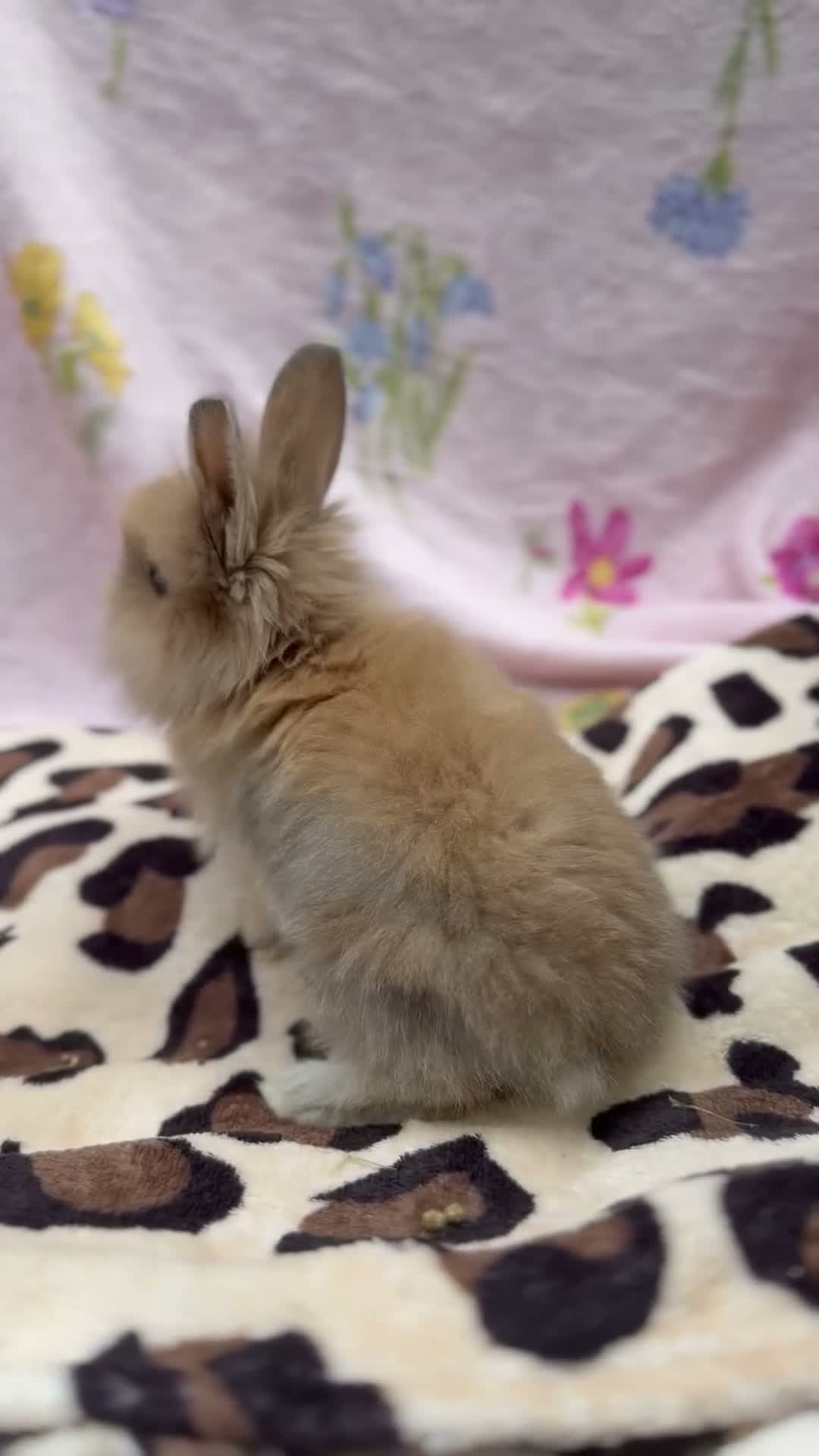 Mini Lion Lop rabbits for sale: 🐰 Dutch x Lion Lop Babies – Ready to Reserve - Video 2