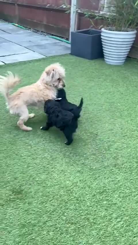 Poochon dogs for sale: Stunning F1 Poochon Puppies - Video 2