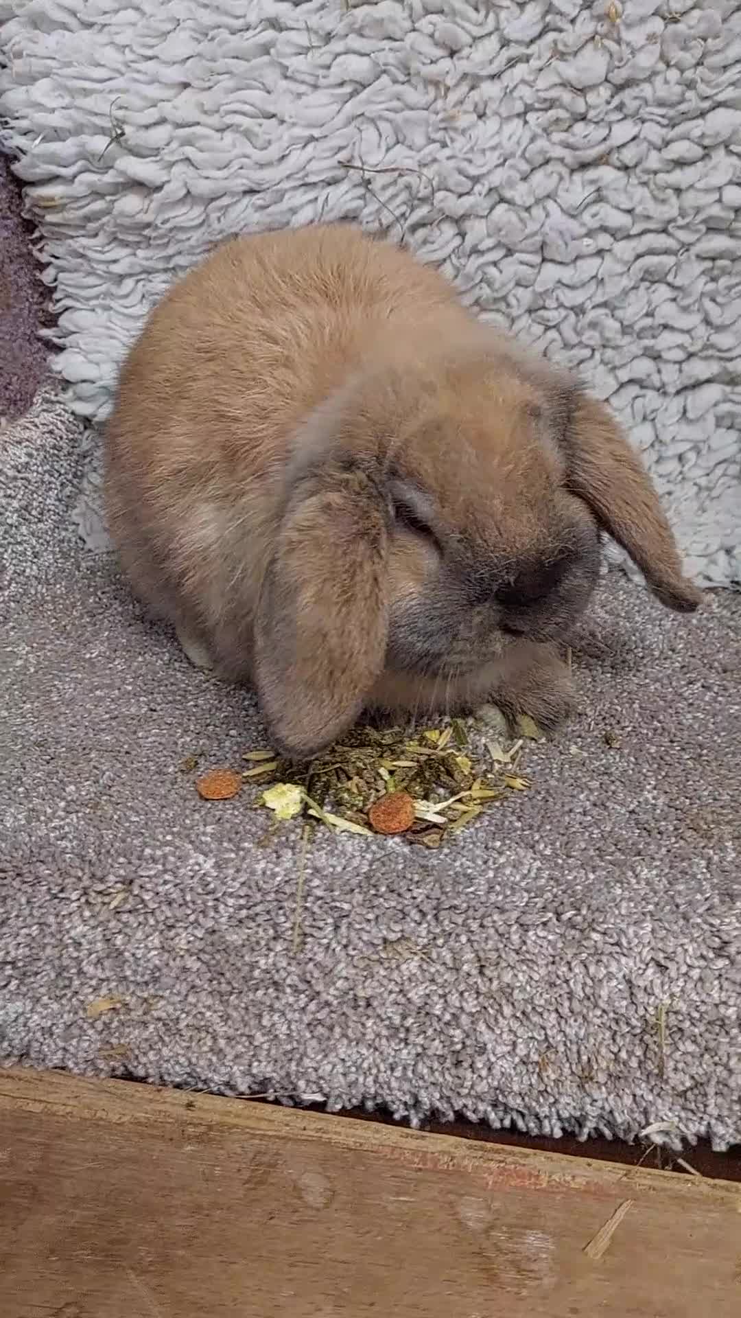 Mini Lop rabbits for sale:  11 weeks old  Pure bred Minilop baby - Video 1