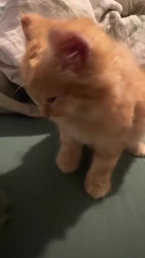 Mixed Breed cats for sale: Ginger long hair kitten - Video 1