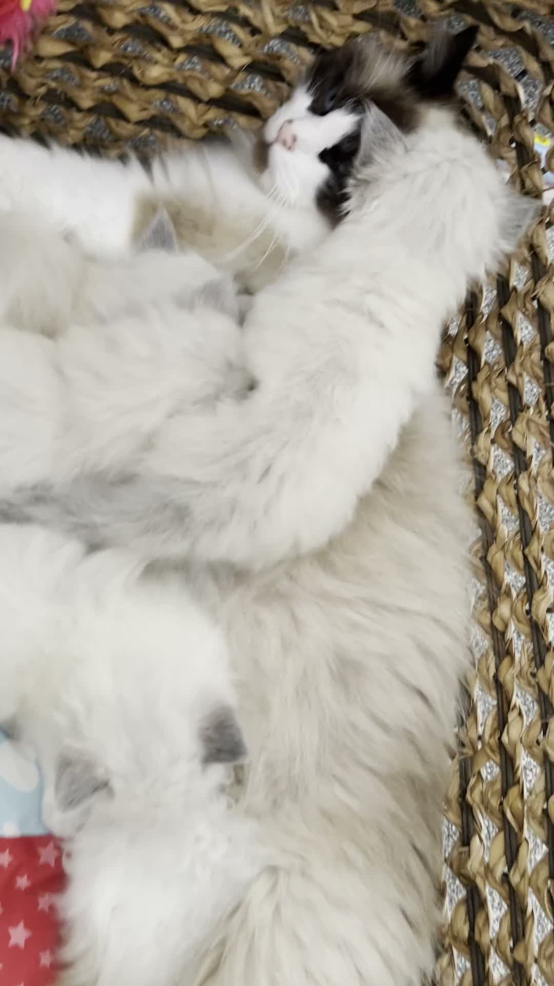 Ragdoll cats for sale: Child Friendly Ragdoll Kittens in Livingston - Video 2