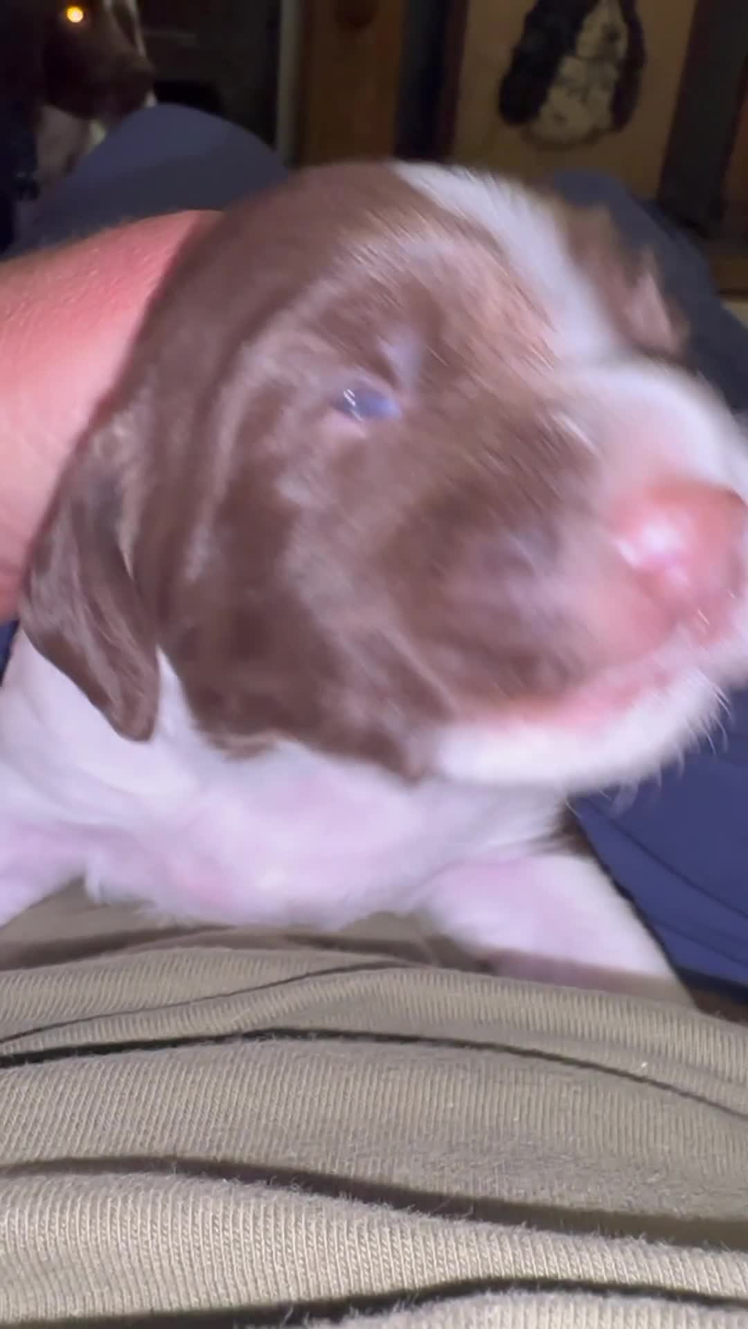 English Springer Spaniel dogs for sale: Fantastic ESS litter from two amazing dogs.  - Video 1