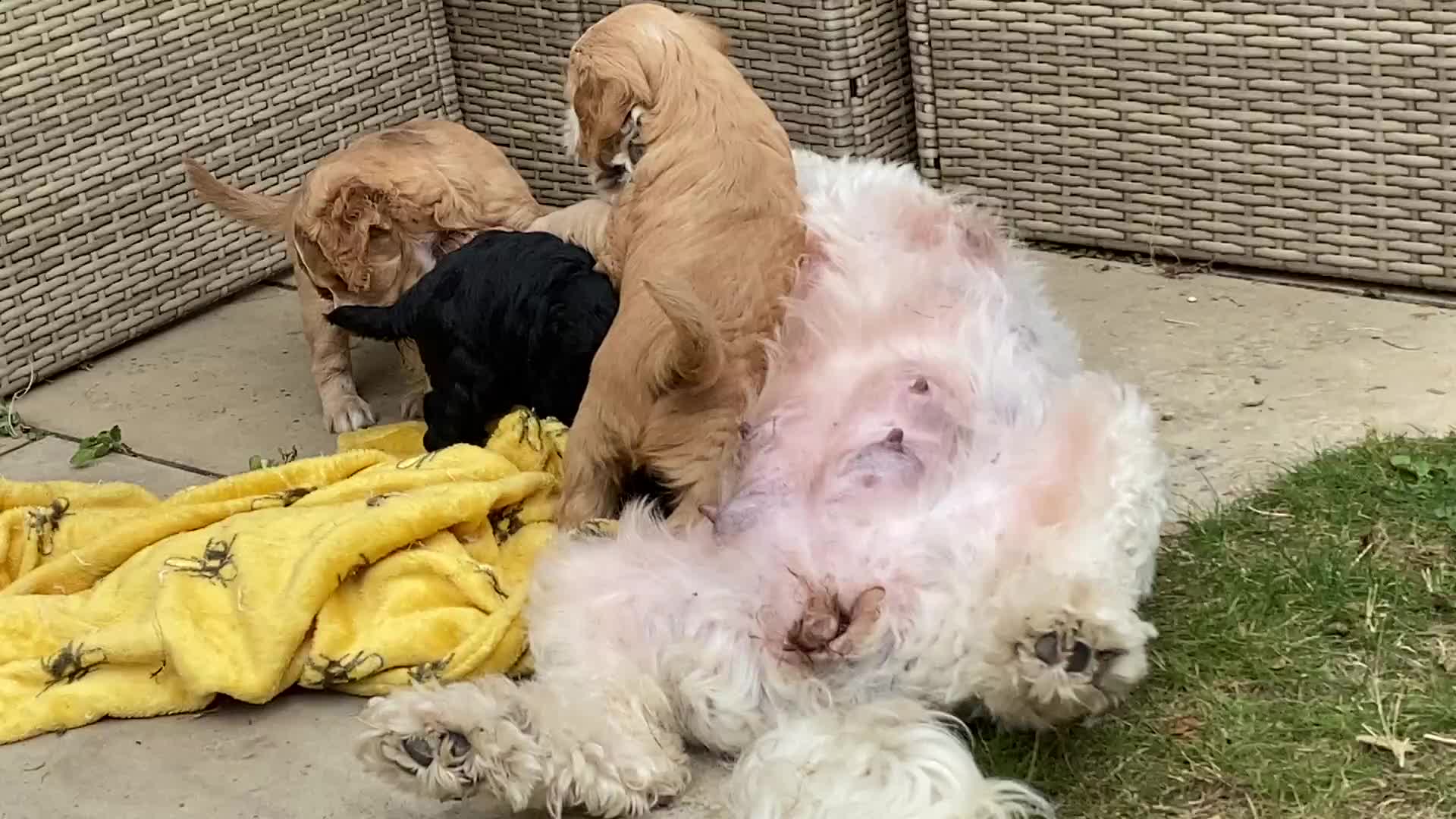 Cockapoo dogs for sale: Cockapoo Puppies Ready 15th September - Video 1