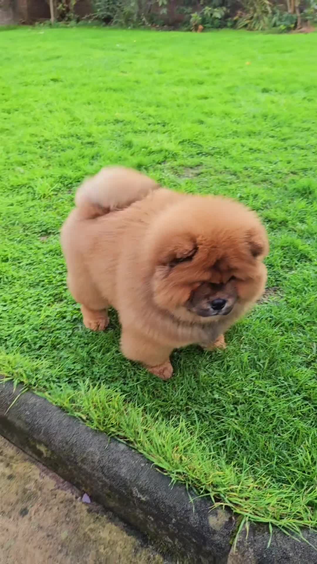 Chow Chow dogs for sale: Rare Crufts pedigree litter Kc registered  - Video 1