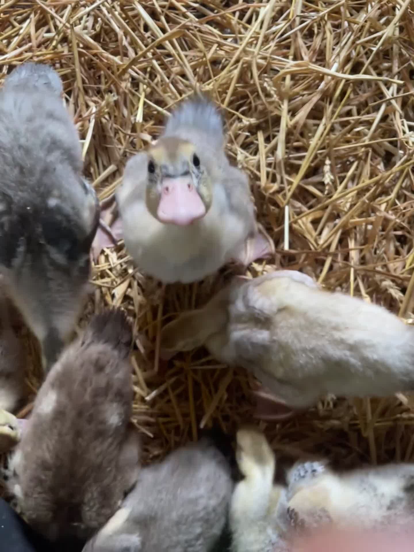 Ducks poultry for sale: 5* unsexed Muscovy ducklings-rare colours.  in Lymington - Video 1