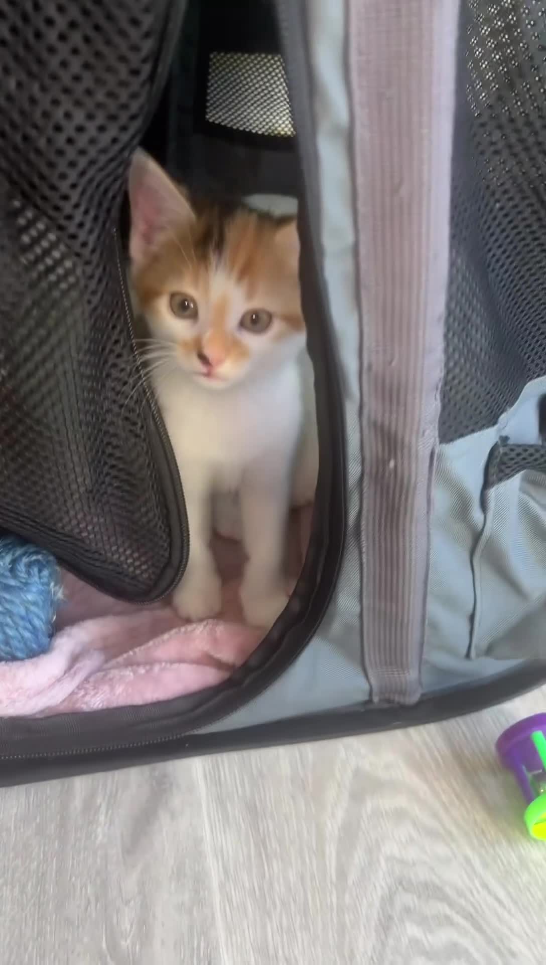 Bengal cats for sale: Kittens for sale - 2 girls, 3 boys ready this week - Video 3
