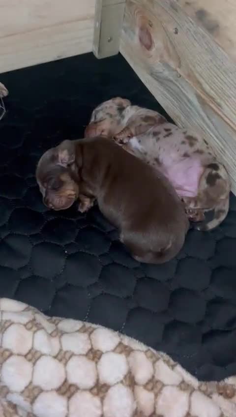 Dachshund dogs for sale: Stunning KC Registered Dachshund Puppies - Video 1