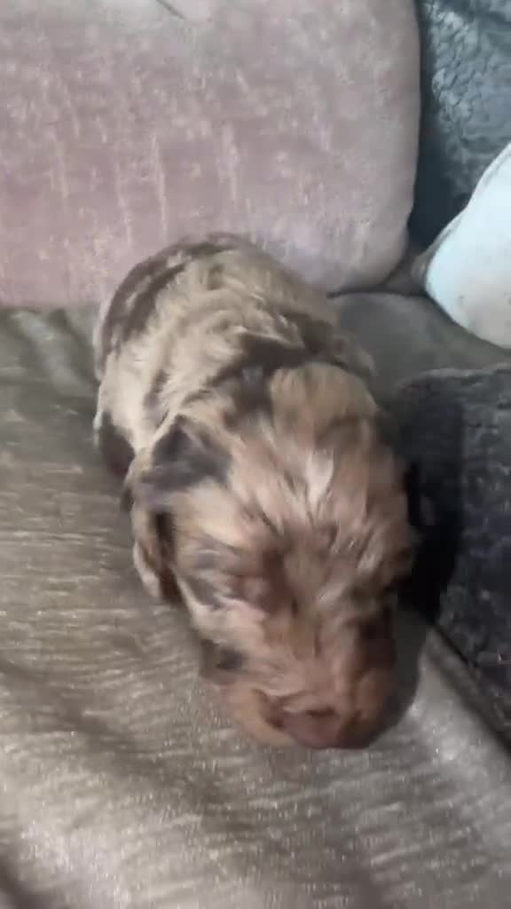 Cockapoo dogs for sale: Spaniel x cocker poo puppies  in Grays - Video 5