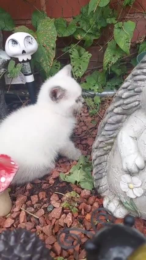 British Shorthair cats for sale: ♥️ Fun Loving British Shorthair Kittens♥️ - Video 3