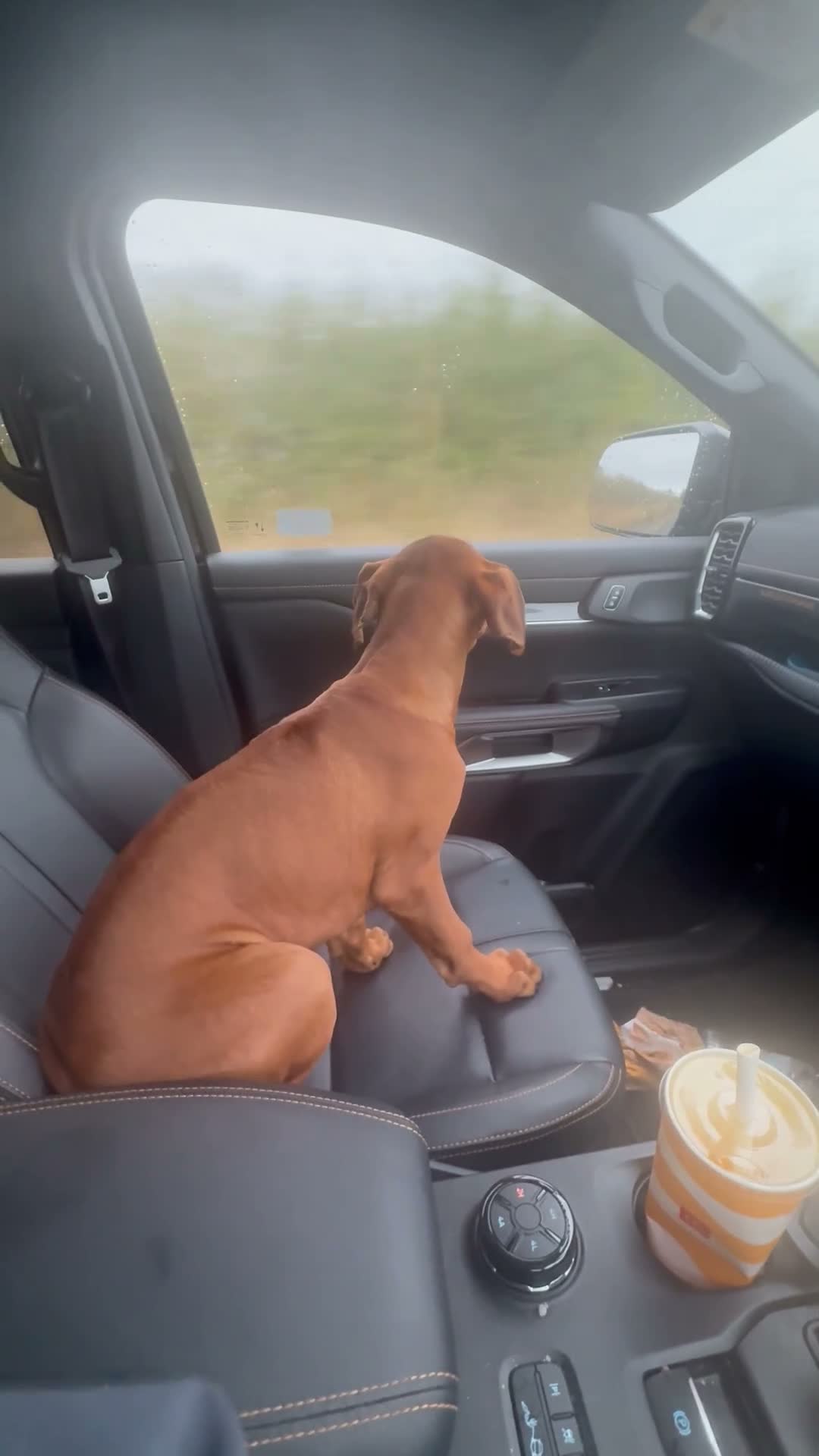 Rhodesian Ridgeback dogs for sale: KC RHODESIAN RIDGEBACK PUPPIE FOR SALE - Video 2
