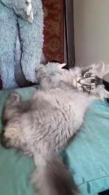 Maine Coon cats for sale: black smoke/polydactyl maine coonTICA kittens - Video 2