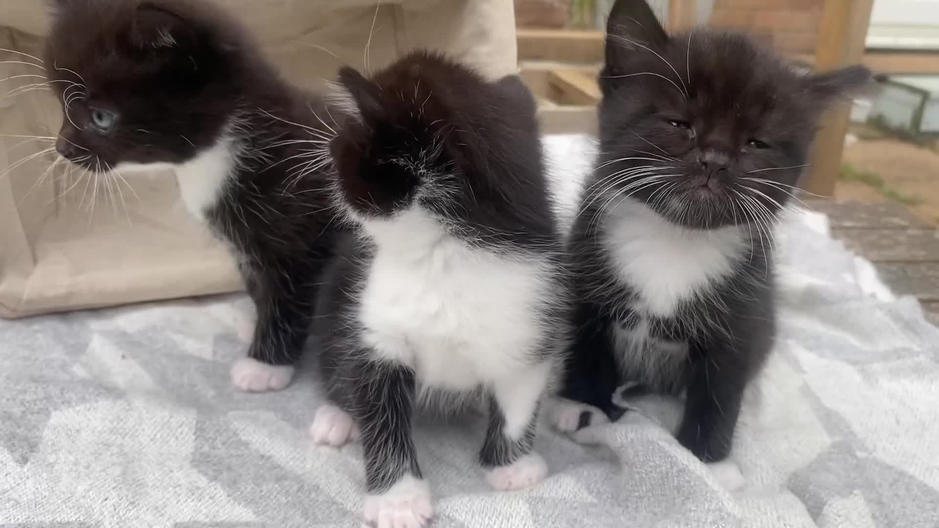 Mixed Breed cats for sale: Fluffy mixed tabby kittens  - Video 1