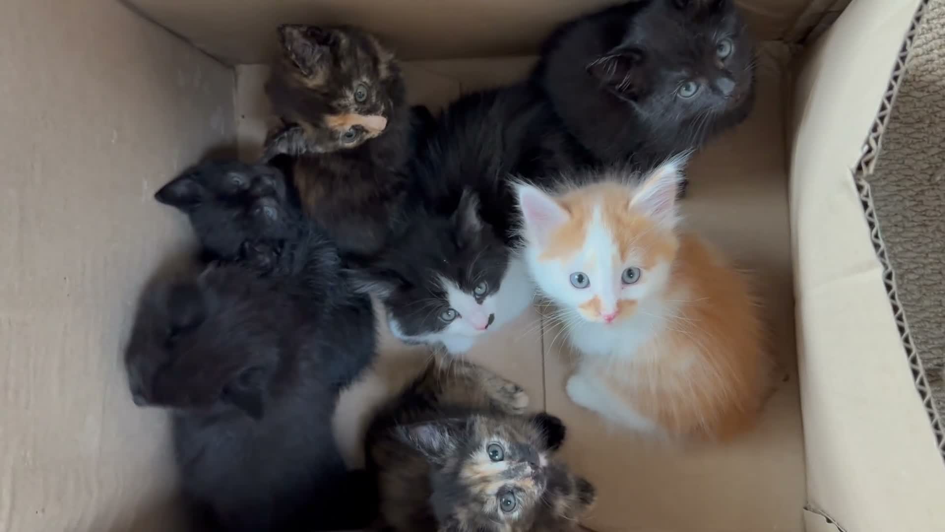 Maine Coon cats for sale: Gorgeous Maine Coon kittens looking for homes - Video 1