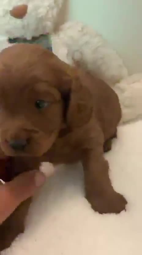Cavapoo dogs for sale: Beautiful Cavapoo Puppy in London - Video 1