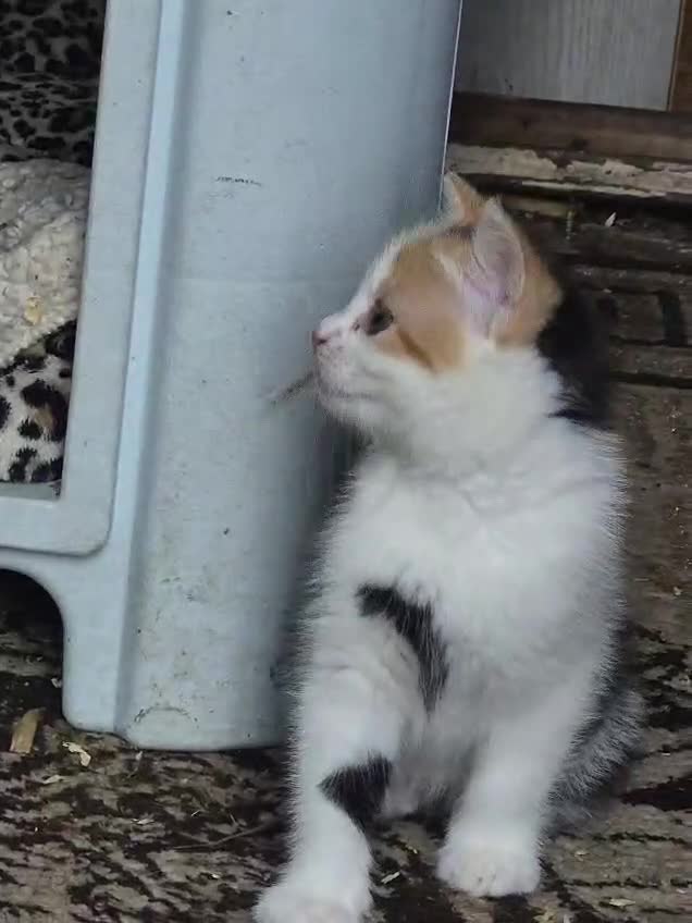 Mixed Breed cats for sale: Kitten in Sheffield - Video 1