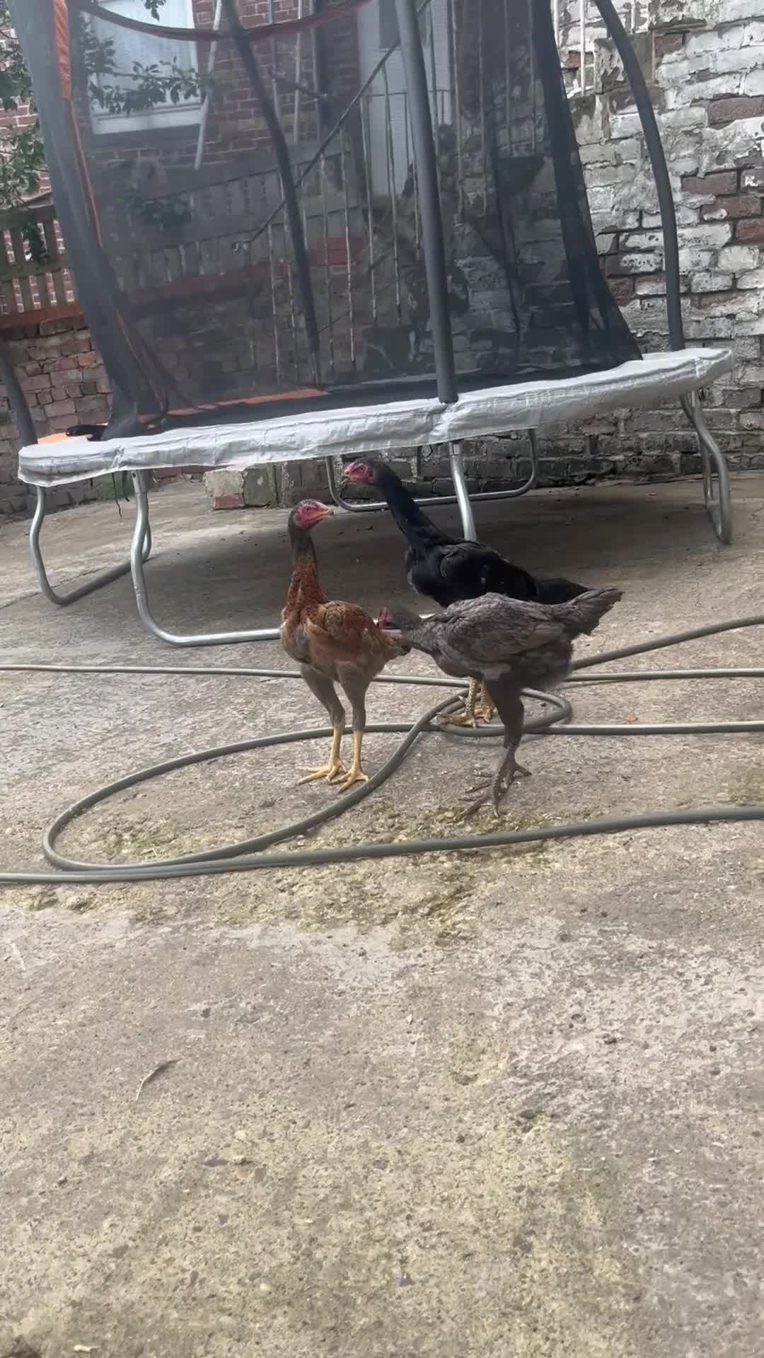 Chickens poultry for sale: Shamo trio - Video 2
