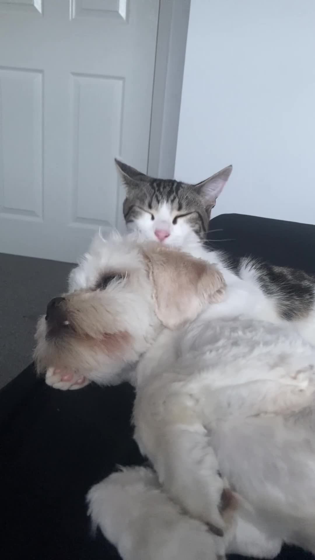 Domestic Shorthair cats for sale: 2 beautiful cats - Video 1