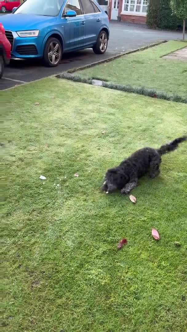 Cockapoo dogs for stud: Max 2 year old Cockapoo Stud £175 Experienced in Warrington - Video 2