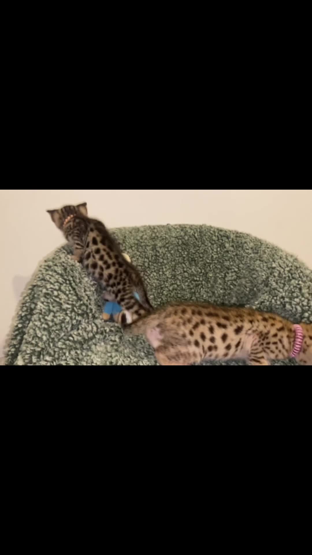 Savannah cats for sale: STUNNING F3 KIWANGA PEDIGREE SAVANNAH KITTENS  in Bridgend - Video 1
