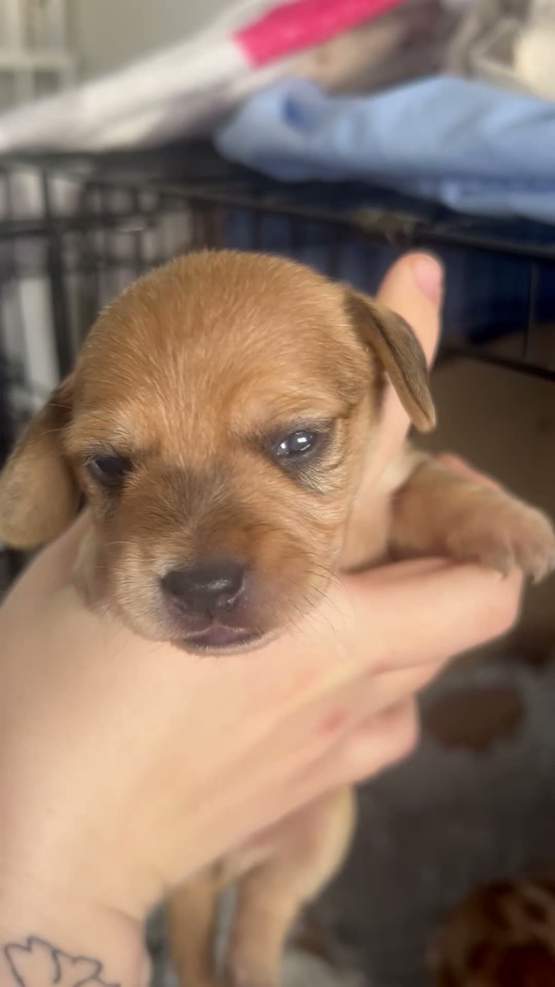 Mixed Breed dogs for sale: Mini dachshund cross  - Video 2