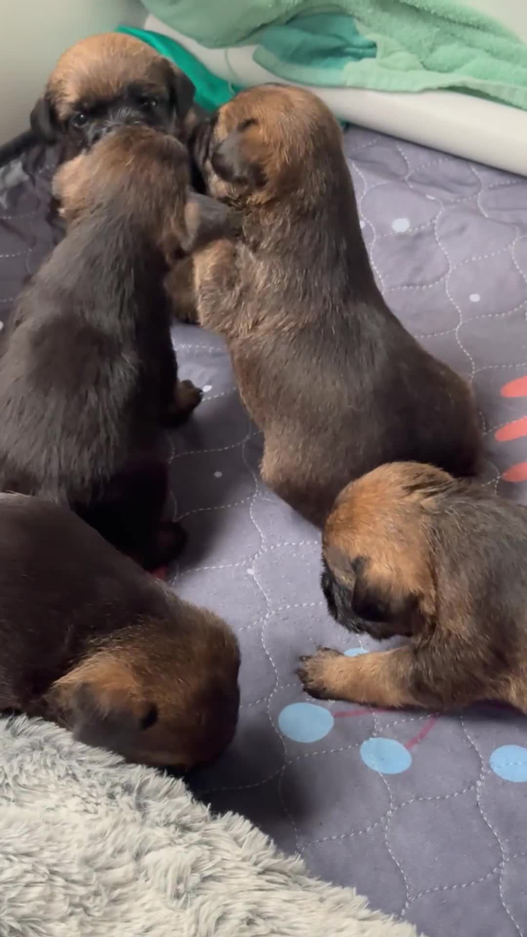 Border Terrier dogs for sale: Slem clear KC Registered  Border Terriers  - Video 1