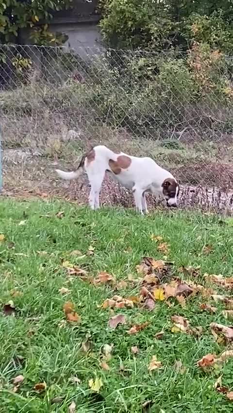 Mixed Breed dogs for adoption: Sasha. 3 yrs approx. Available for adoption. - Video 1