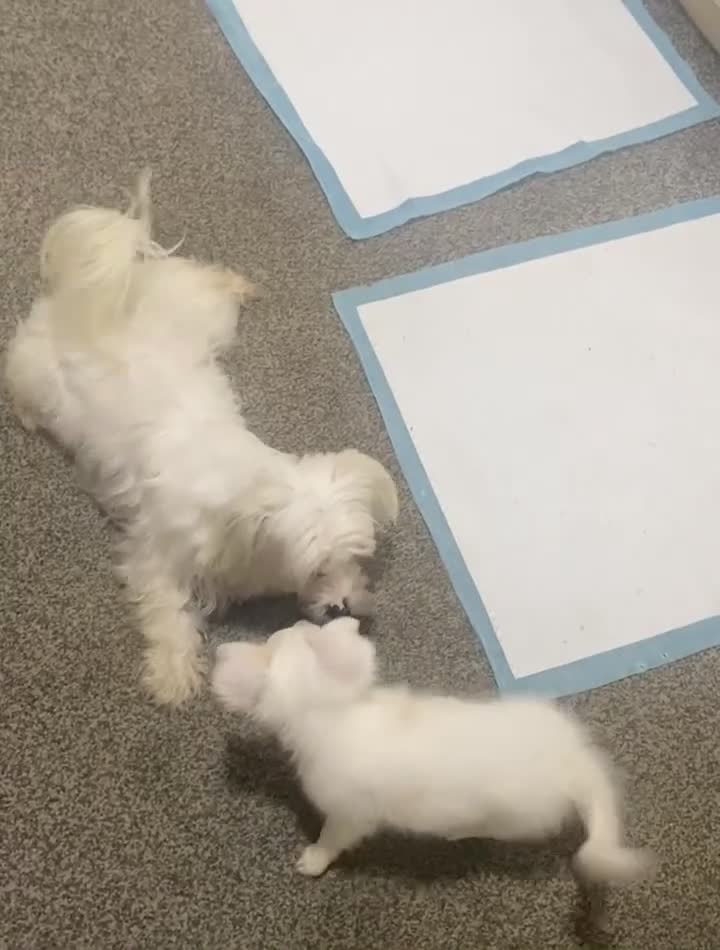 Maltese dogs for sale: Purebred Tiny Maltese Female Puppy Available Soon - Video 1