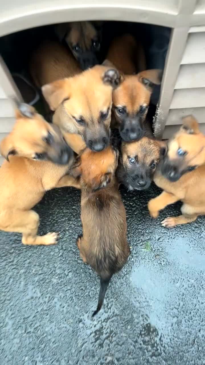 German Shepherd dogs for sale: Belgian Malinois  - Video 1