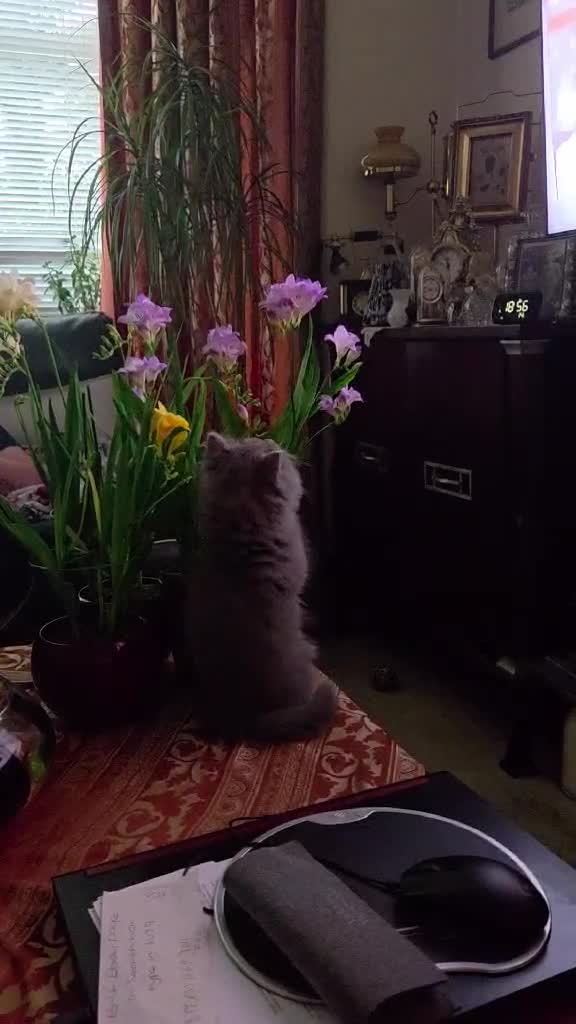 British Longhair cats for sale: Stunning British Longhair Kittens  - Video 1