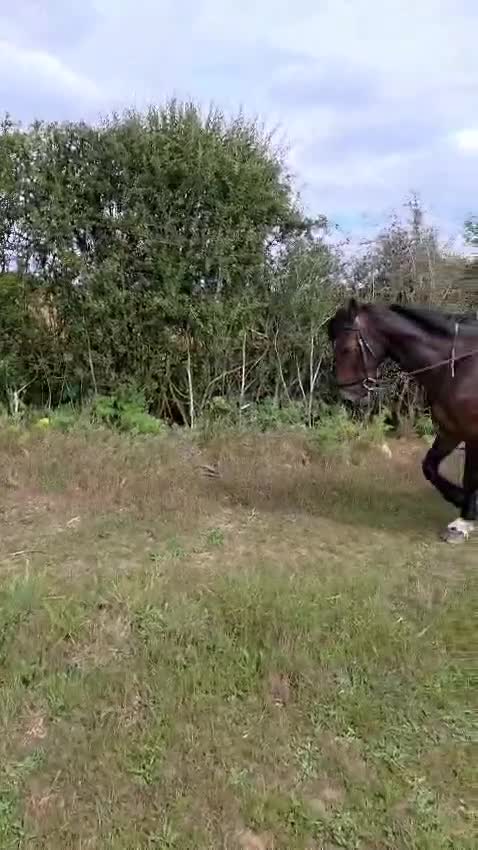 Irish Cob horses for sale: 15.2hh bomb proof hack  - Video 2