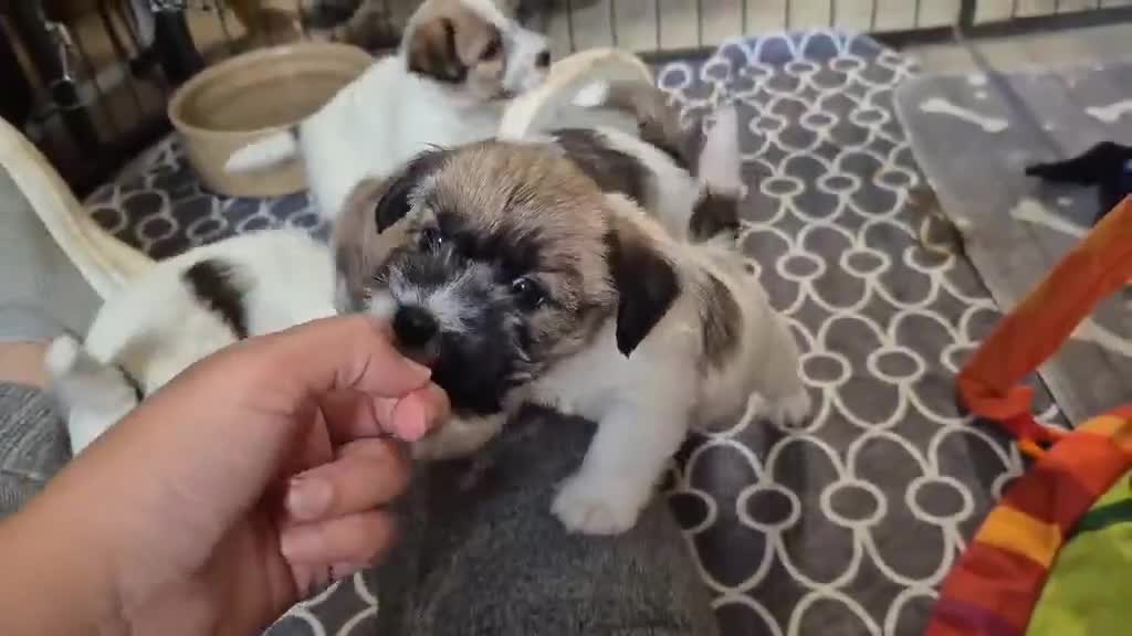 Jack Russell dogs for sale: Adorable Jack Russell Puppies - Video 2