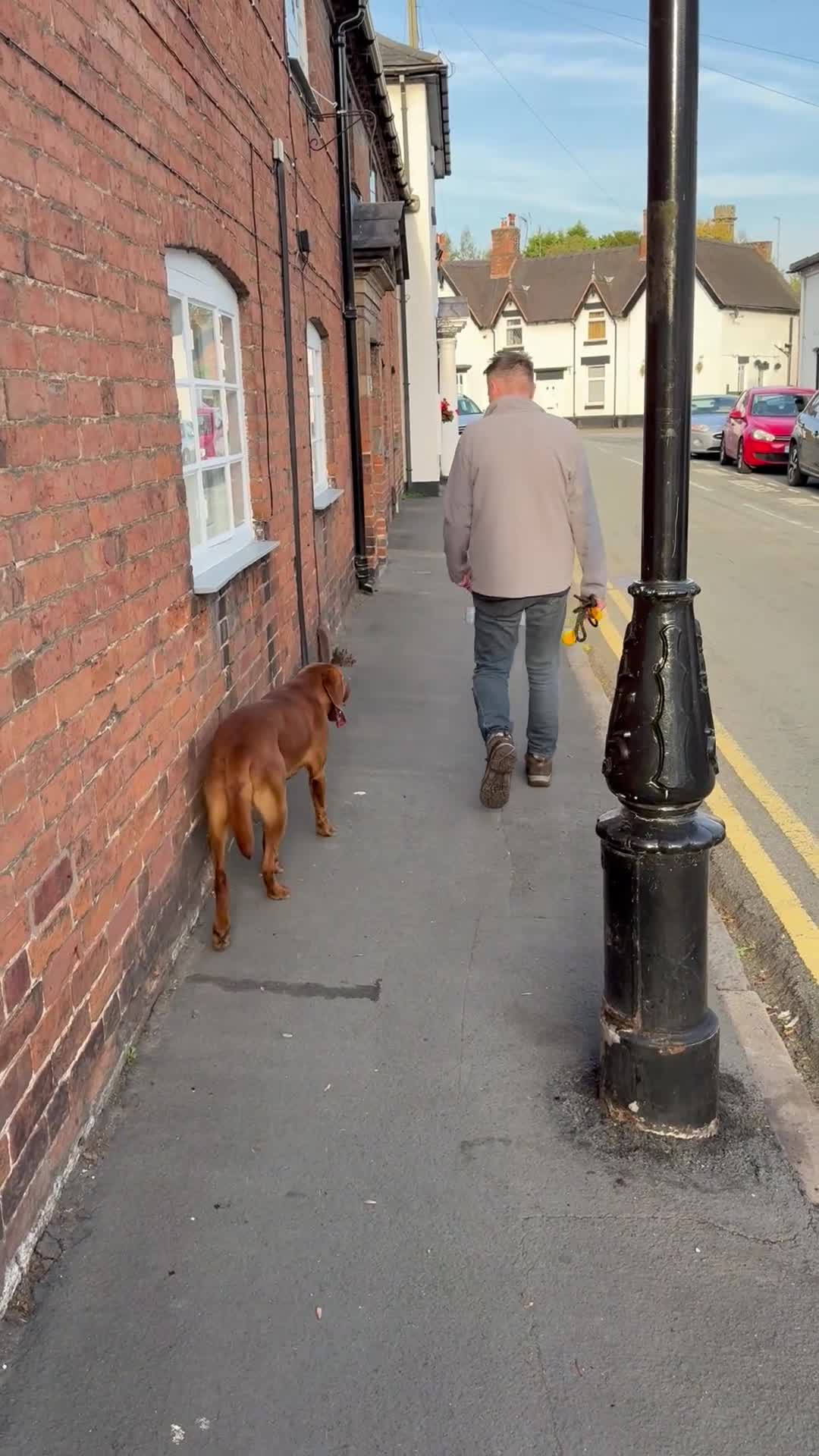 Labrador Retriever dogs for stud: Fox Red Labrador - Video 1
