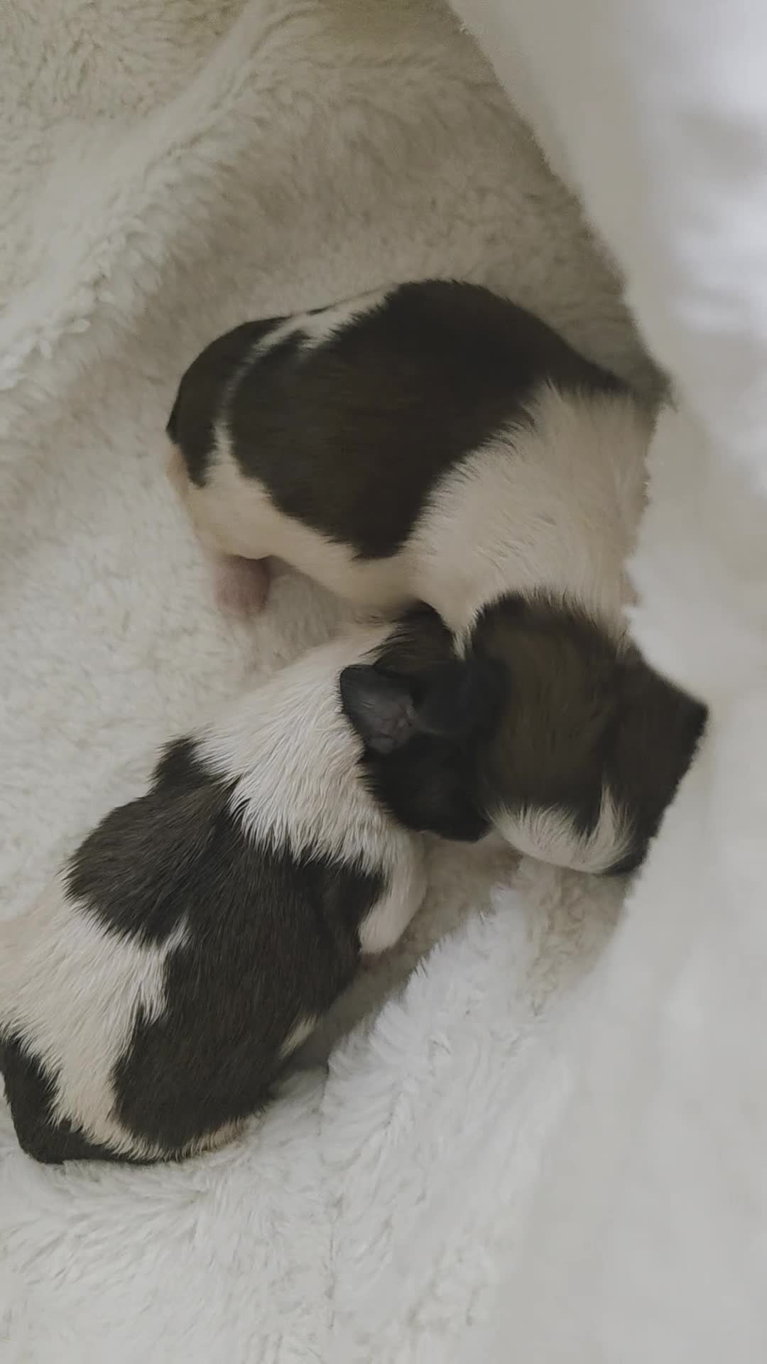Shih Tzu dogs for sale: Little puppies are looking for lovely home - Video 1