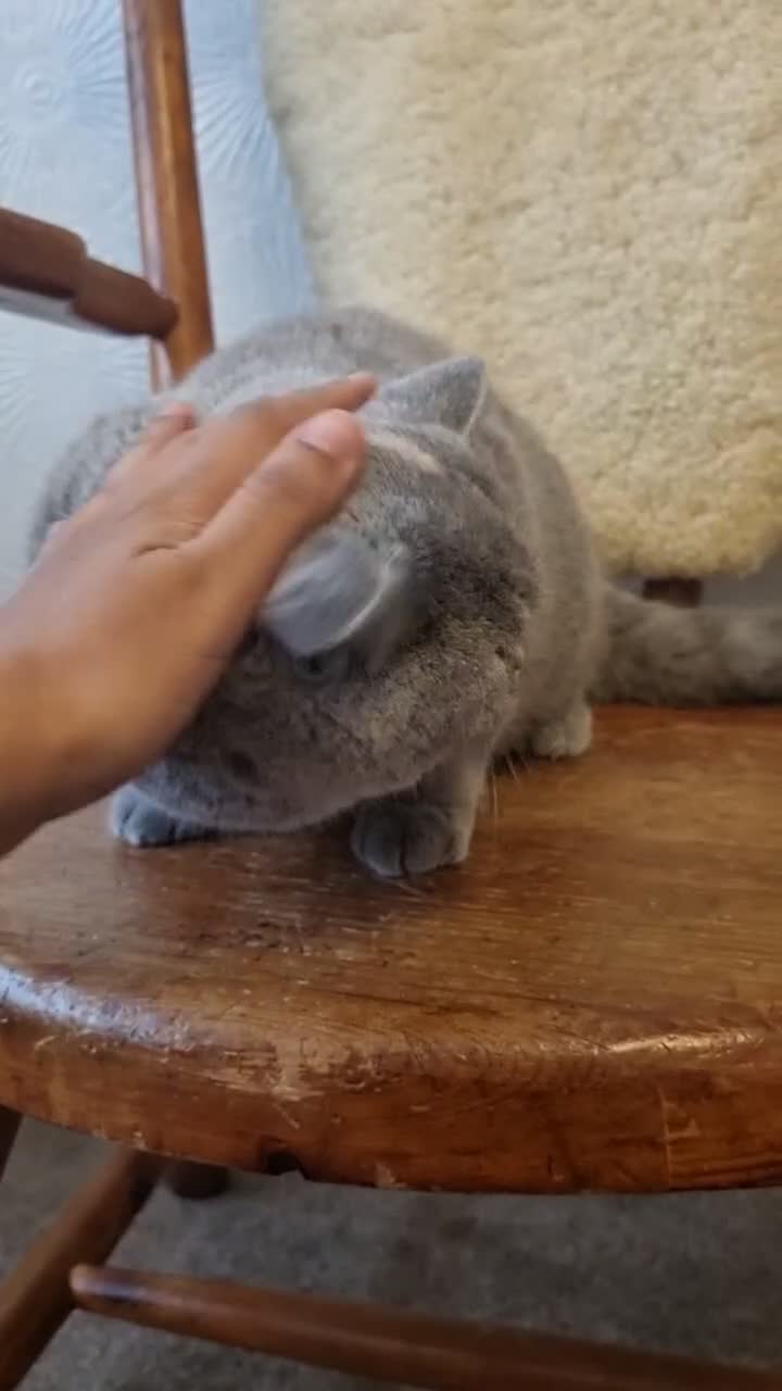 British Shorthair cats for sale: Spayed Blue Tortie Female Kitten in Leicester - Video 1