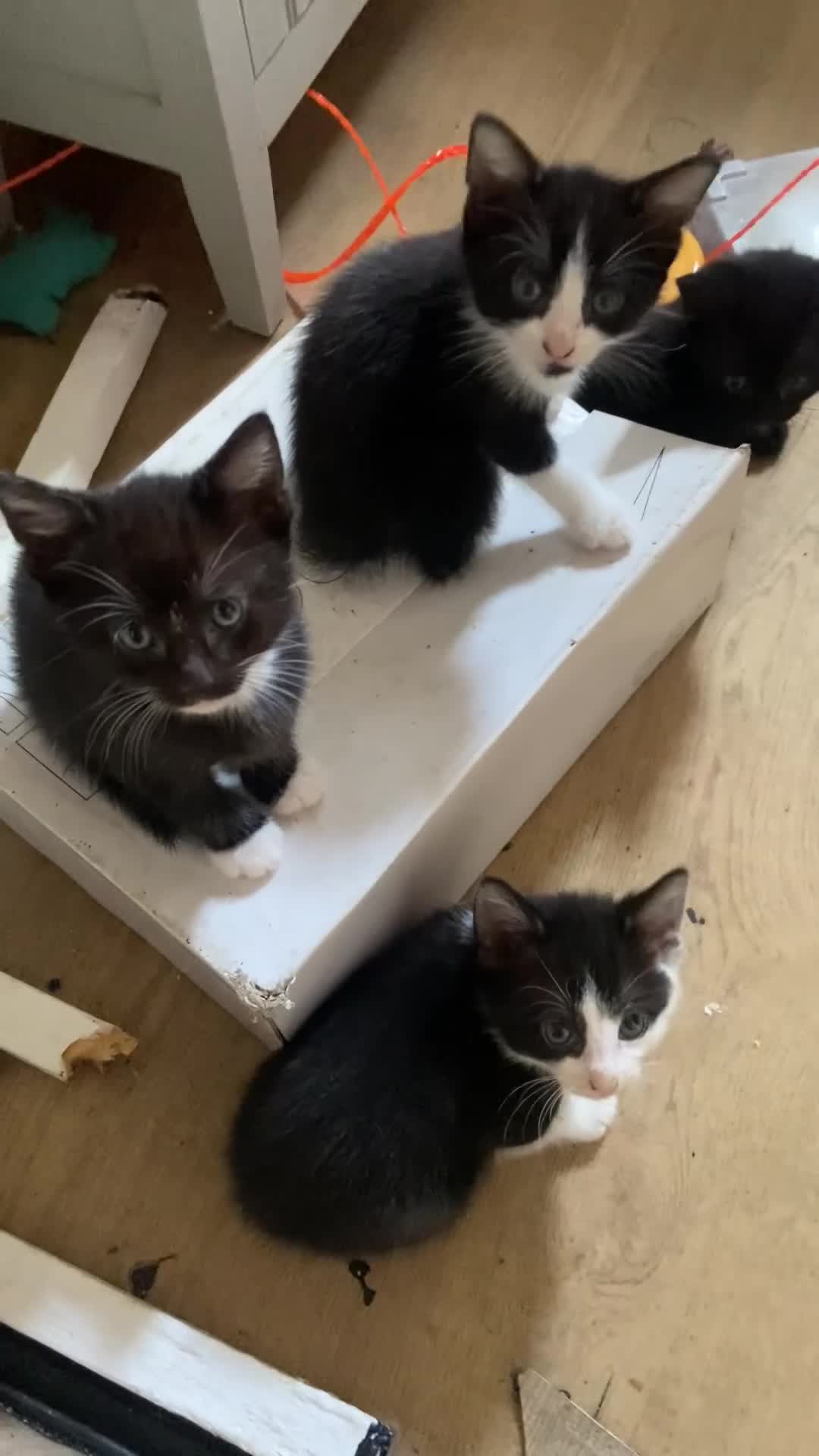 Scottish Fold cats for sale: Scottish fold cross x kittens for sale  - Video 2