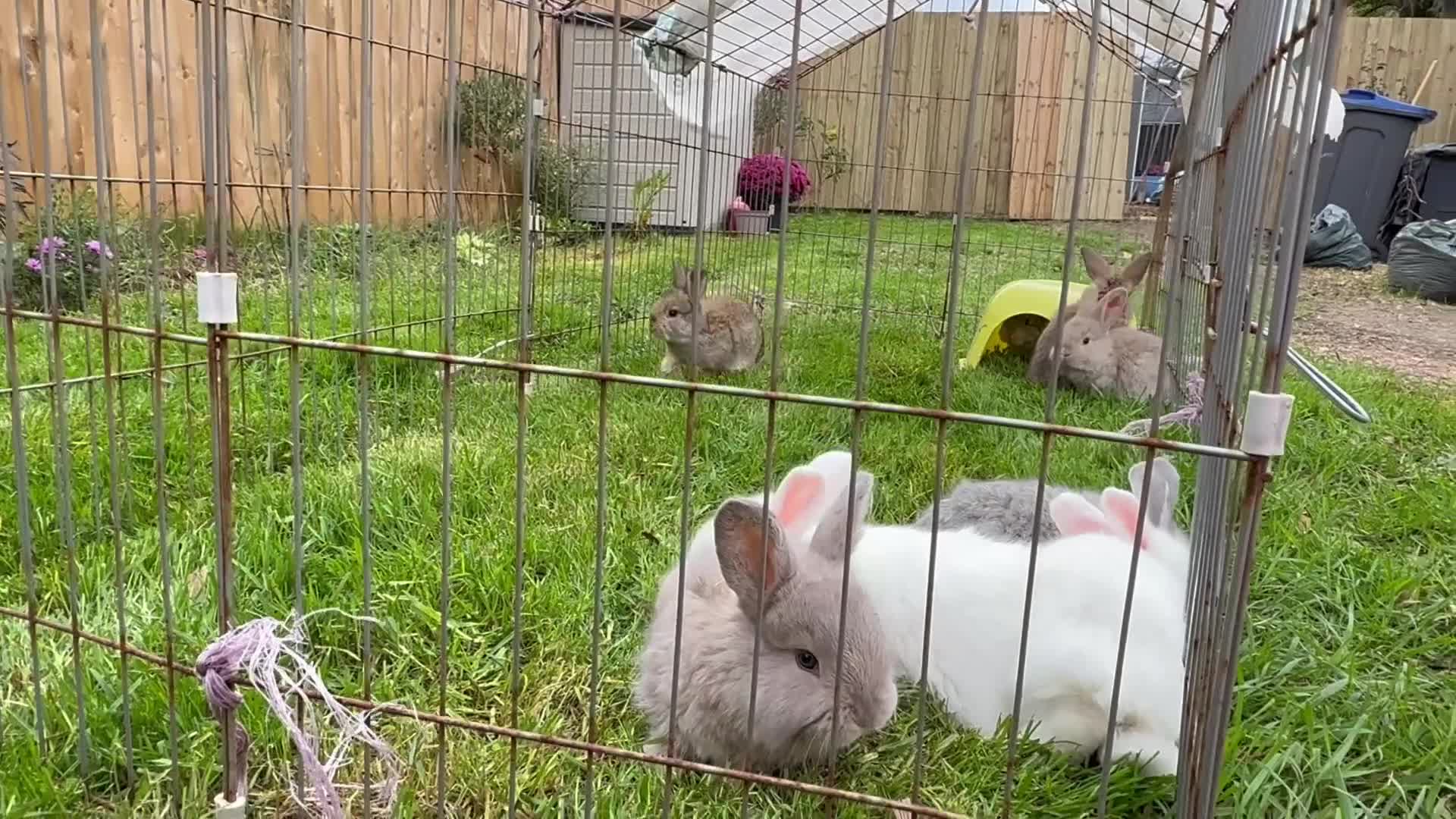 French Lop rabbits for sale: 8 Stunning Giant French lop x mini lop babies  - Video 2