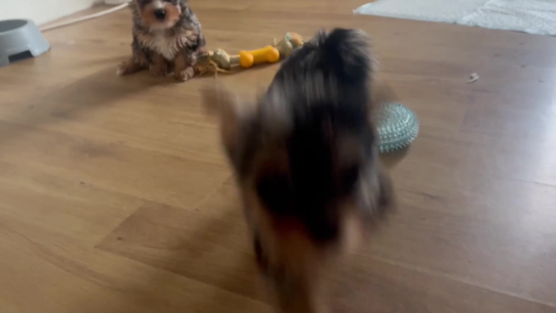 Yorkshire Terrier dogs for sale: Chocolate Merle yorkshire terrier  - Video 5