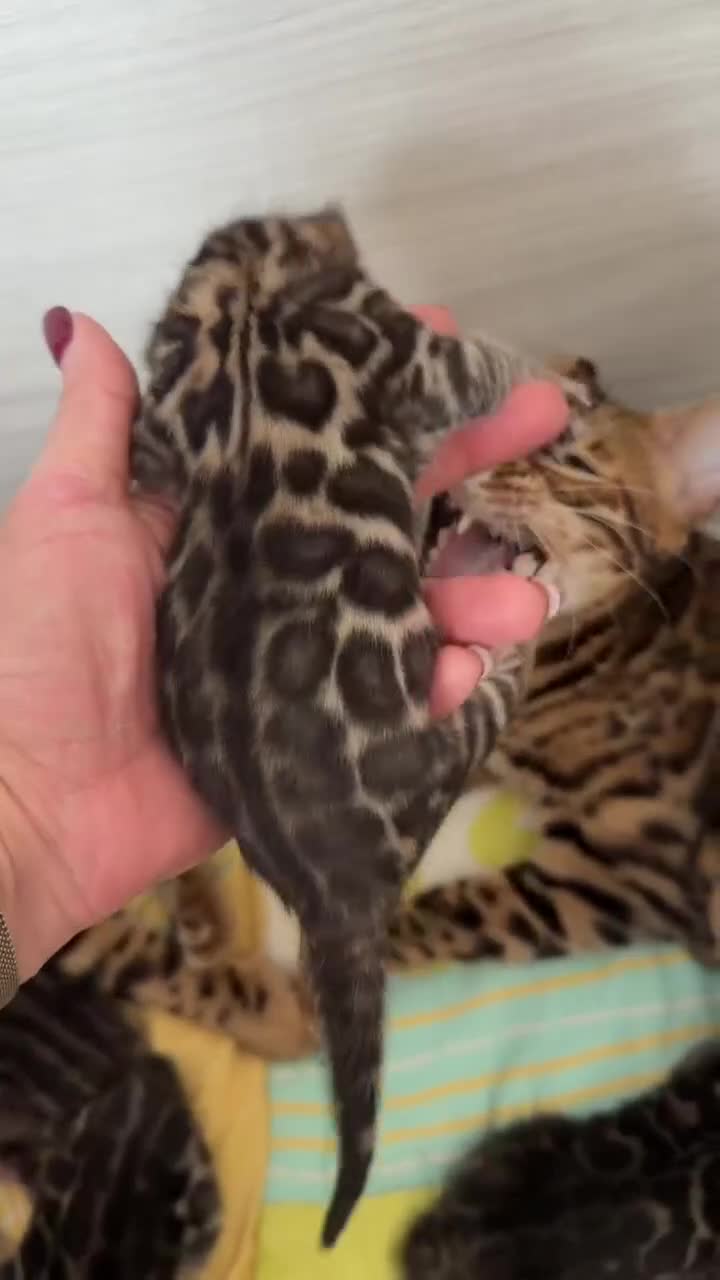 Bengal cats for stud: Bengal cat for stud, Fabio. - Video 1