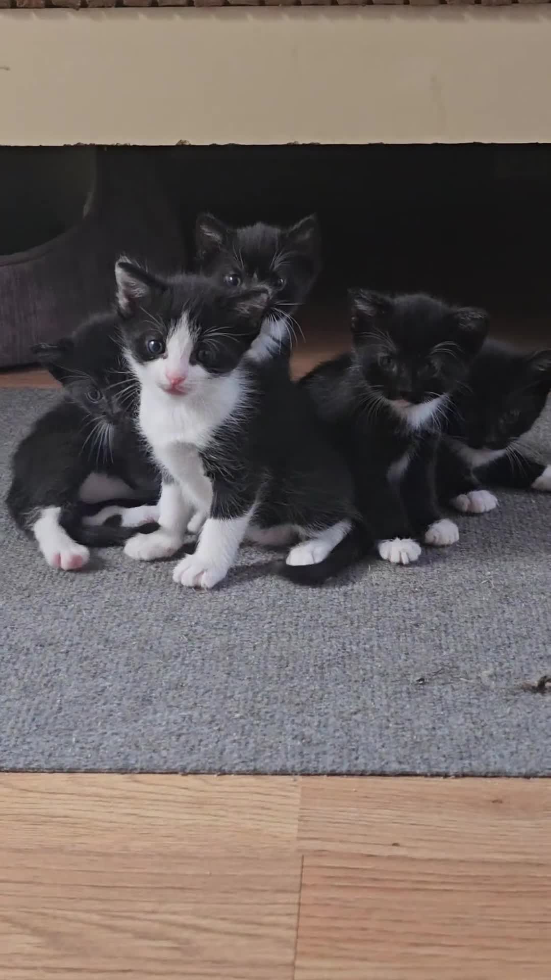 Mixed Breed cats for sale: Adorable Black & White (Tuxedo) Kittens  in Saint Austell - Video 2
