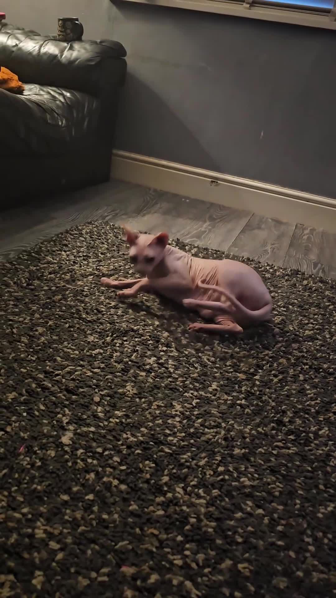 Sphynx cats for sale: SPHYN **   - Video 1