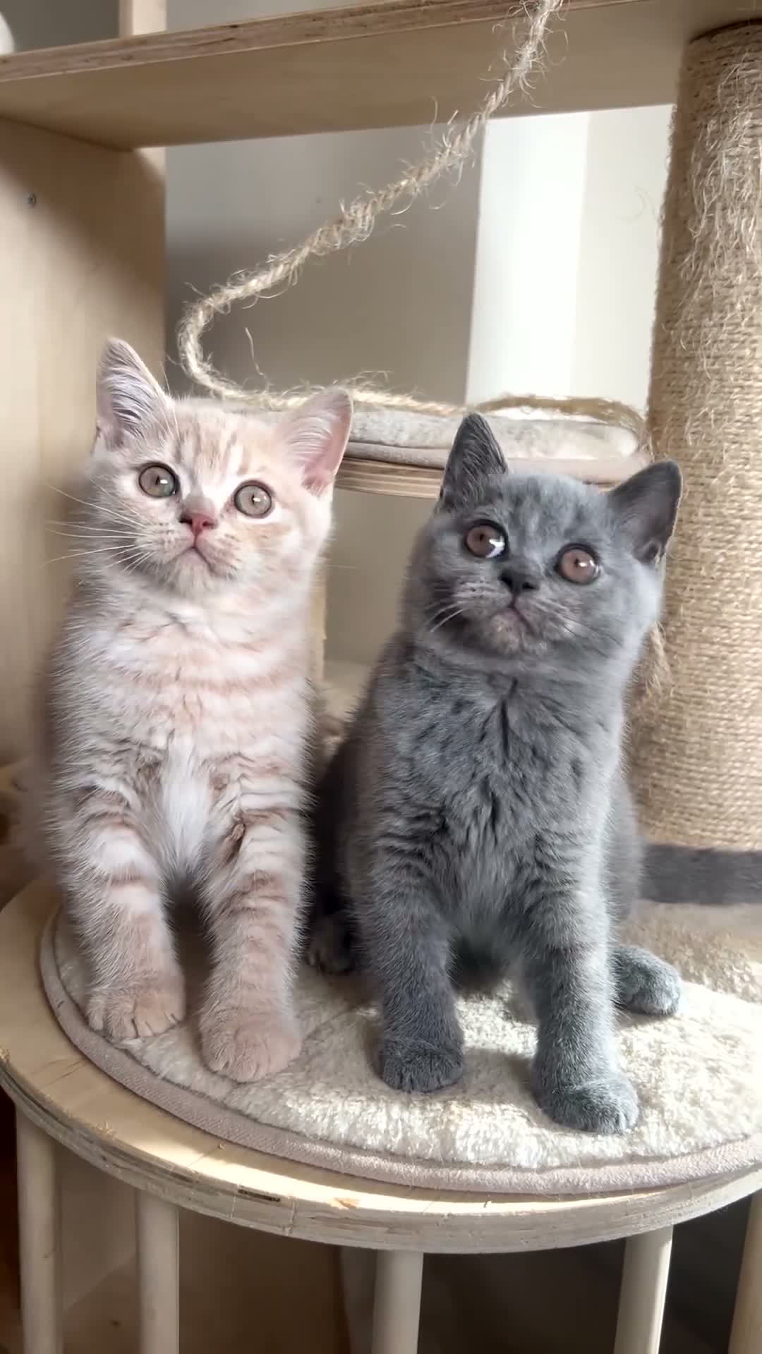 British Shorthair cats for sale: Outstanding Gccf REG - 2 LEFT🏆  - Video 1