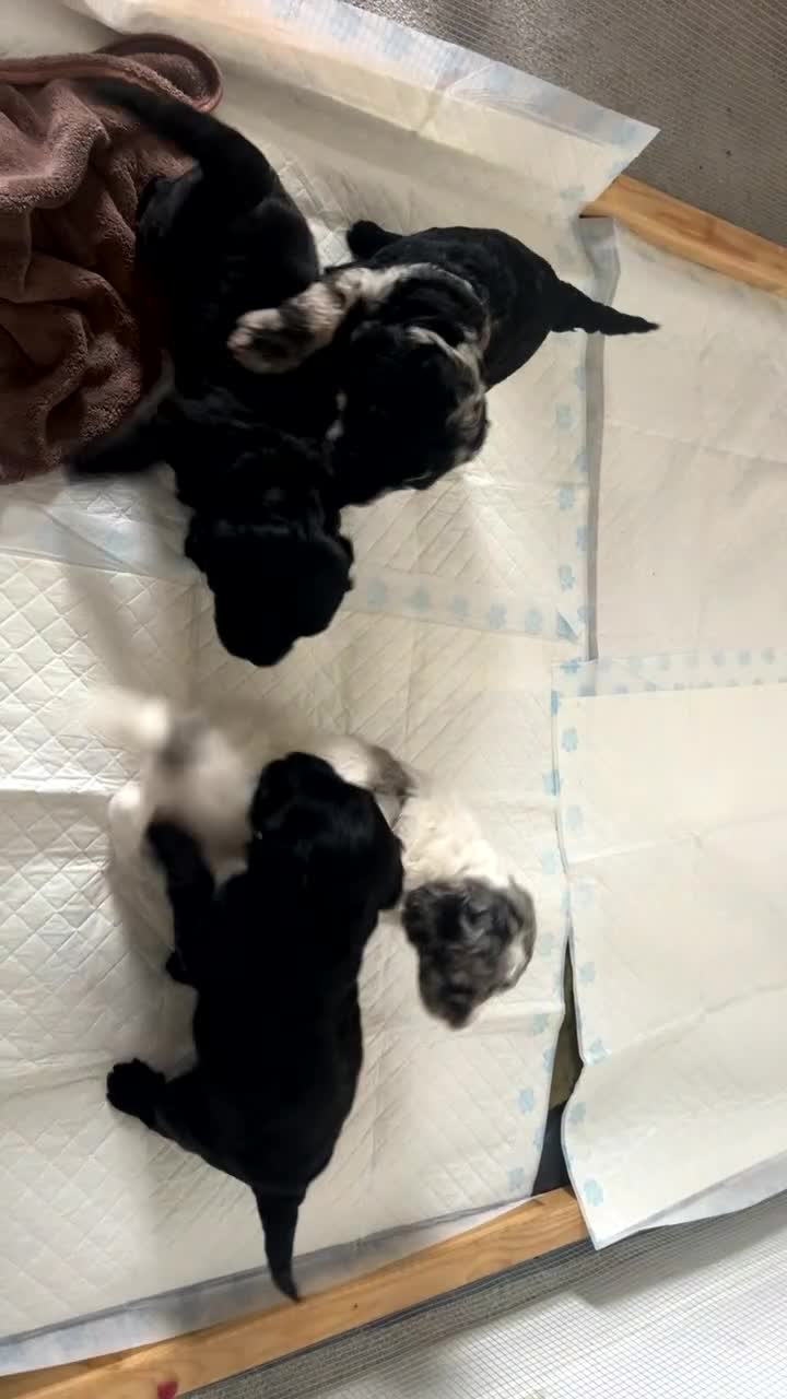 Cockapoo dogs for sale: 🐾 Beautiful Cockapoo Puppies  🐾 - Video 1