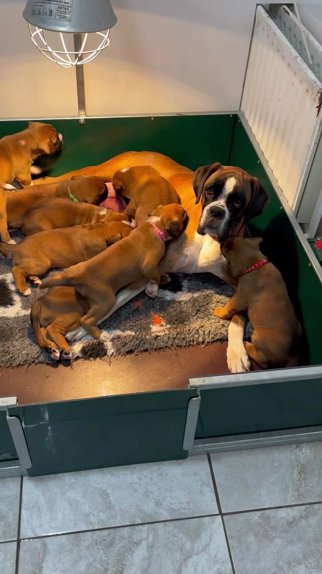 Boxer dogs for sale: Beautiful KC registered Boxer pups for sale  - Video 2