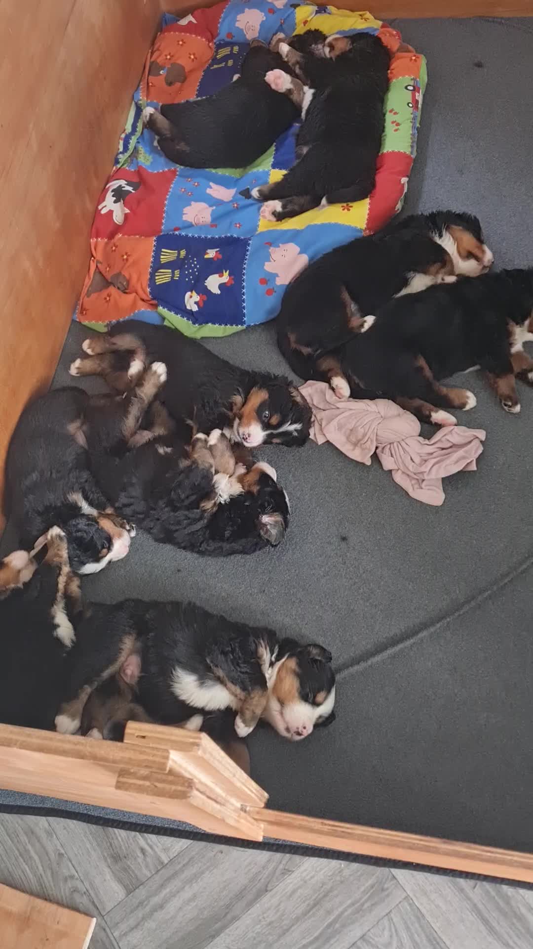 Bernese Mountain Dog dogs for sale: KC Bernese Mountain Dog pups home with mum & dad - Video 2