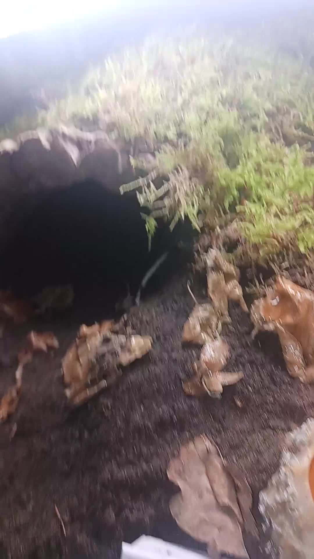 Tarantulas invertebrates for sale: Female theraphosa blondi adult - Video 2