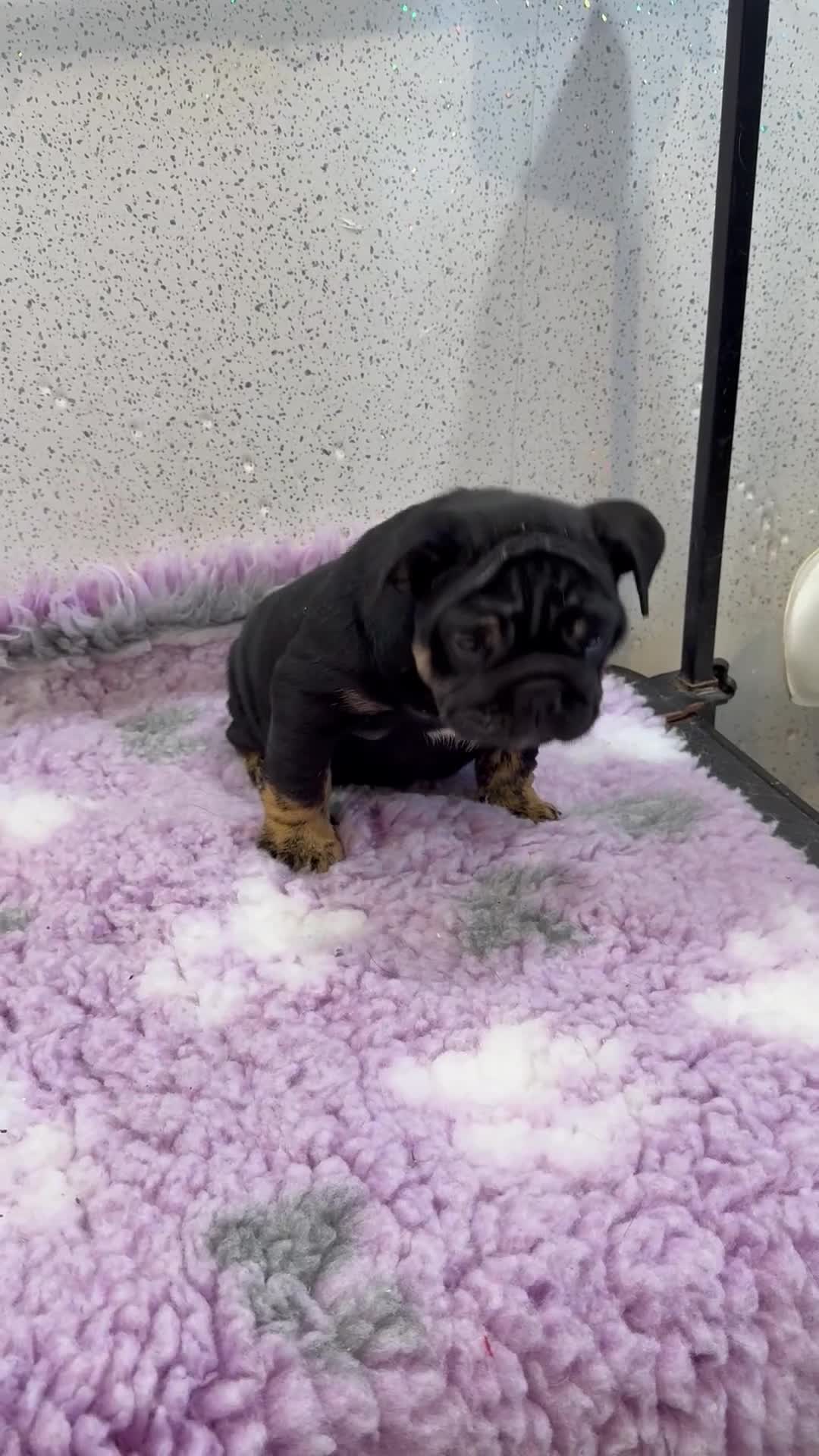 English Bulldog dogs for sale: English bulldog puppies  - Video 2