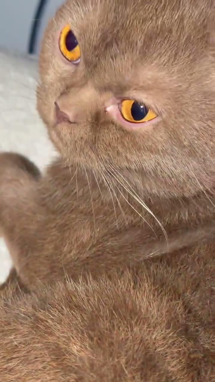 British Shorthair cats for sale: British short hair female brown (ACTIVE)  in Glasgow - Video 1