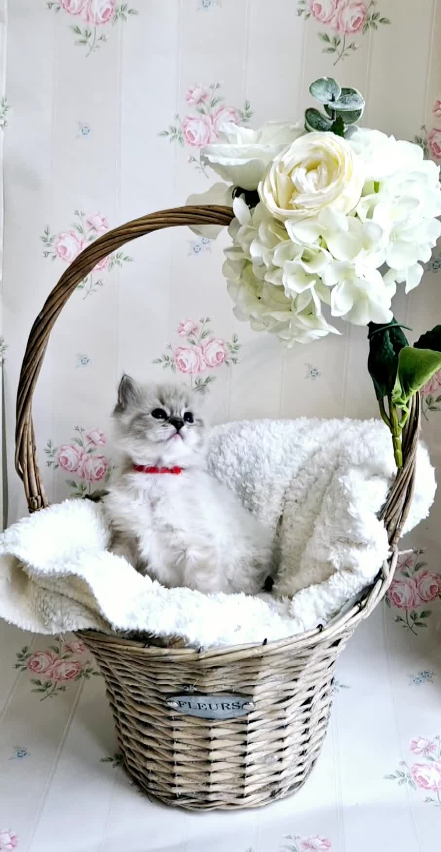 Ragdoll cats for sale: Purebred Ragdoll Kittens - final litter - Video 1
