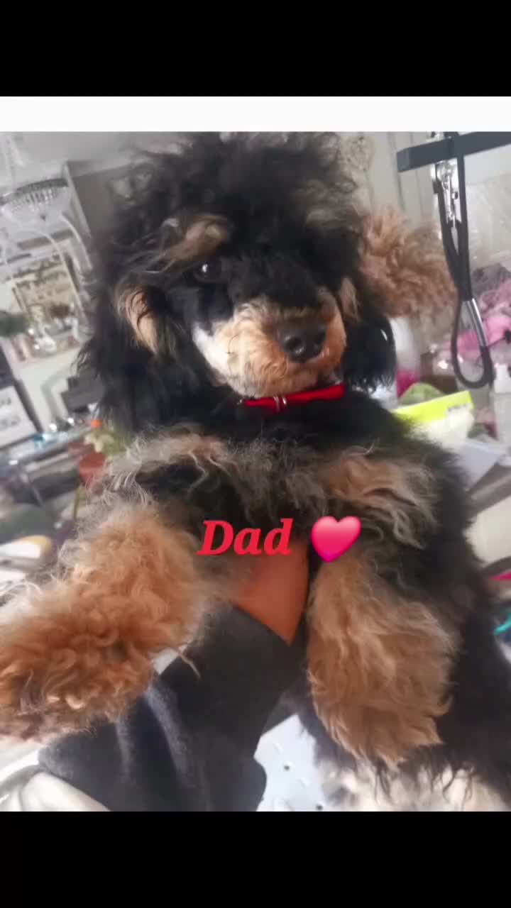 Toy Poodle dogs for stud: *2 STUDS AVAILABLE*FULL PEDIGREE SILVER & PHANTOM in Colwyn Bay - Video 3