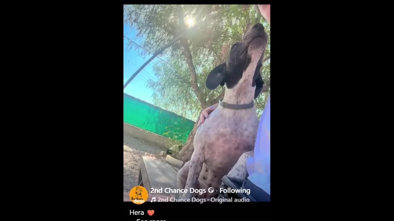 Pointer dogs for adoption: Hera- your new best friend <3 - Video 1